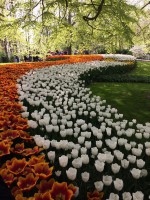 /album/fotogalerie-holandsko-galerie/holandsko-tulipany-jpg/